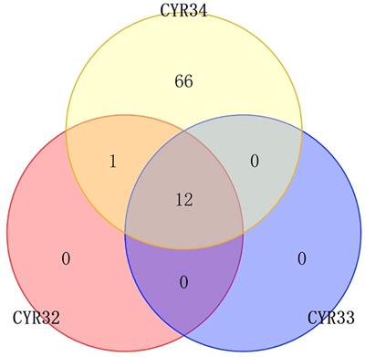 Evaluation of stripe rust resistance and genome-wide association study in wheat varieties derived from the International Center for Agricultural Research in the Dry Areas